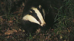 Badgers at Dusk
