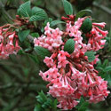 Viburnum x bodnantense ‘Dawn’, Viburnum