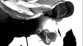 Rose Rose