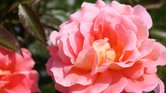 Pretty In Pink...