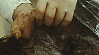 Lindow Moss Man