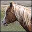 Mountain pony