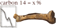 Illustration of a bone