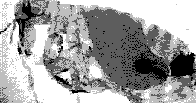 Under the miocroscope - a flea believed to have carried the Black Death bacteria