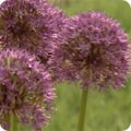 Allium cristophii