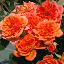 Rosa 'Honeybun'
