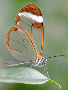 Glasswing, copyright istockphoto.com, Artmann Witte