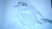 Bird Bird