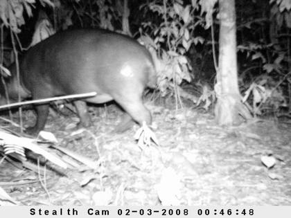 A pygmy hippopotamus captured using a camera trap in Liberia.