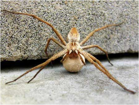 Spider