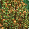 Hardy fern, Dryopteris affinis
