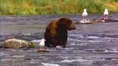 bear