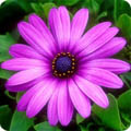 Osteospermum - a half hardy plant