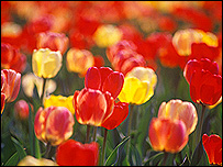Tulips