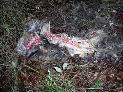 Roe Deer carcass, possible big cat kill?