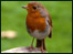 Robin