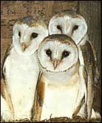 Birds of Prey Centre