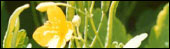 Greater Celandine