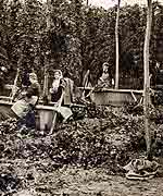 Hop picking