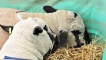 Sleepy sheep.