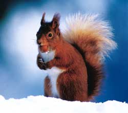 Red Squirell