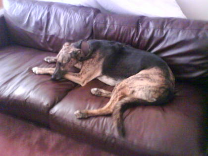 Oh to be a dog, wiping it on expensive leather sofas. Schweet.