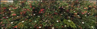 Spring Garden Show