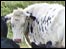 Cow on Nuns Moor