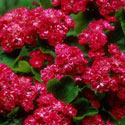 Crataegus laevigata 'Paul's Scarlet', Hawthorn
