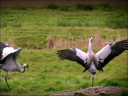 Crane display