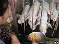 Nuôi gia súc ở Trung Quốc