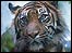 Picture: tiger