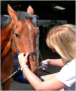 Angie Bell trims her horse's whiskers