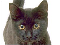Black cat 