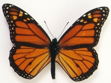 Monarch, copyright NHM