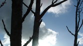 Hope of the forest...
