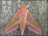 Elephant Hawk Moth