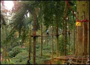 Go Ape at Thetford Forest