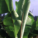 Ensete ventricosum, Abyssinian banana