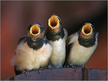 Chicks