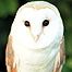 Bird of prey safari (Image: Barn Owl)