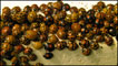 Harlequin succinea (Foto: Shirley Taylor)