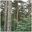 Pines