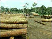 Árvores desmatadas na Amazônia