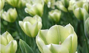 Tulipwatch