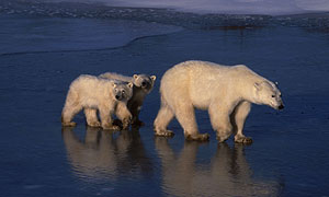 Polar bear cubs and mother ©Terry Andrewartha/naturepl.com