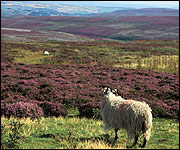 Grouse moor with sheep