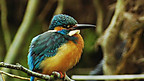 The Kingfisher