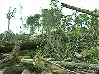 Floresta desmatada