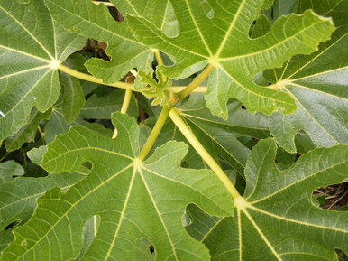 Green leaves
